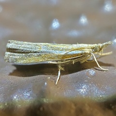 Fissicrambus intermedius