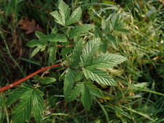Filipendula ulmaria