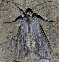 Cucullia chamomillae