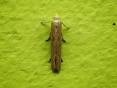 Lepidoptera