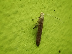 Lepidoptera