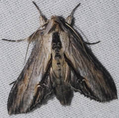 Cucullia erythrocephala