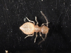 Ectopsocidae