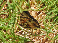 Junonia sophia