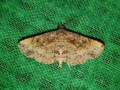 Rhesala