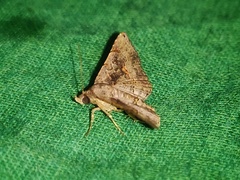 Rhesala