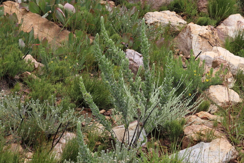 Image of Xiphotheca tecta by (c) Tony Rebelo, some rights reserved (CC BY-SA)
