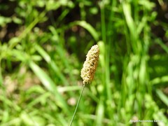 Alopecurus arundinaceus