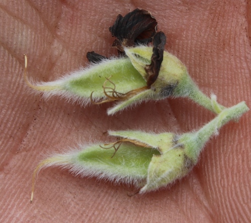 Image of Xiphotheca tecta by (c) Tony Rebelo, some rights reserved (CC BY-SA)