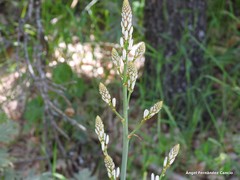 Asphodelus serotinus