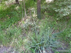 Asphodelus serotinus