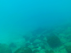 ハクセイハギ