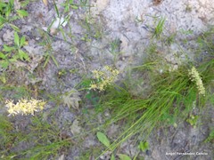 Juncus squarrosus