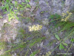 Juncus squarrosus