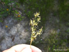 Juncus squarrosus