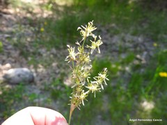 Juncus squarrosus