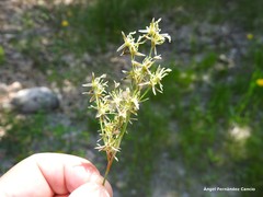 Juncus squarrosus