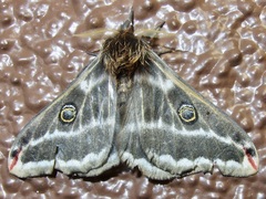 Agapema anona