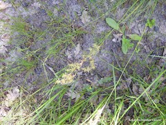 Juncus squarrosus