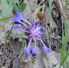 Centaurea graminifolia