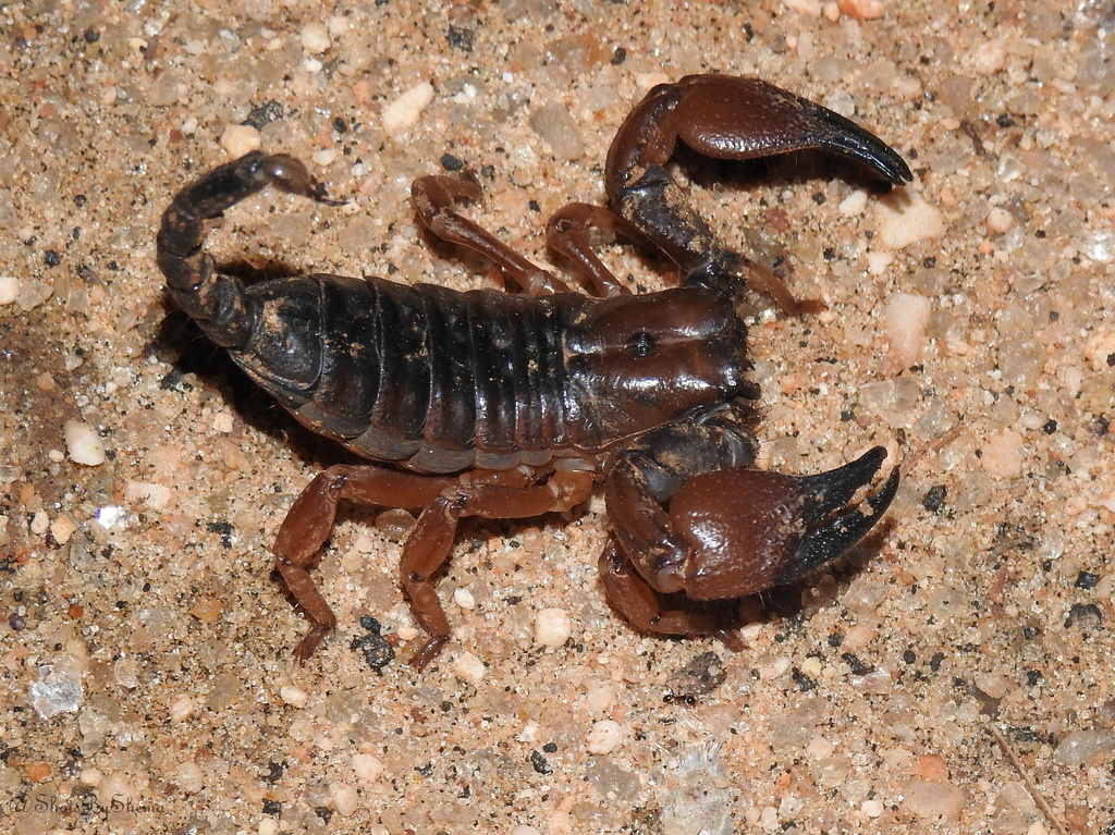 Pandinoides militaris from Tsavo N. Park, Kenya on November 19, 2020 at ...