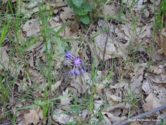 Centaurea graminifolia