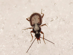 Agonum fuliginosum
