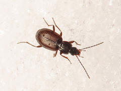 Agonum fuliginosum