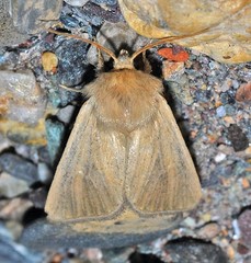 Denticucullus mabillei