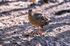 Rallus longirostris