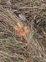 Proserpinaca pectinata