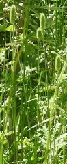 Phleum bertolonii