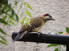 Colaptes melanochloros