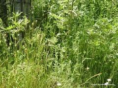 Phleum bertolonii