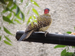 Colaptes melanochloros