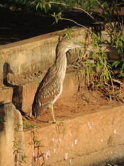 Nycticorax nycticorax