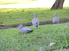 Patagioenas picazuro