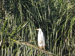 Ardea alba