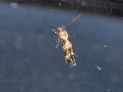 Mompha divisella