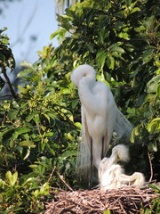 Ardea alba