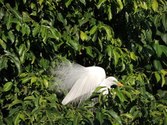 Ardea alba