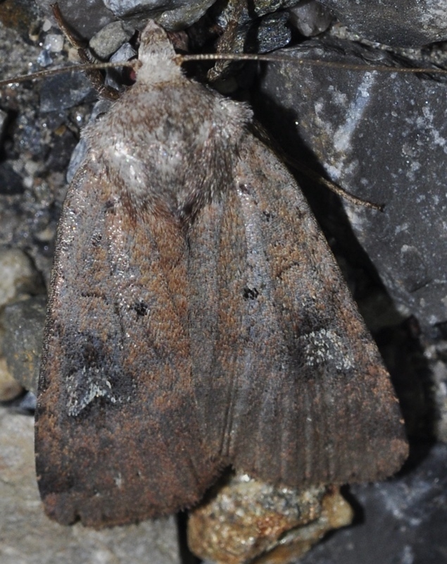 Diarsia guadarramensis