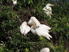 Ardea alba