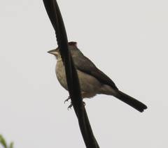 Coryphospingus pileatus