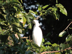 Egretta thula