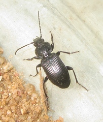 Pterostichus nigrita