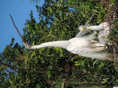 Ardea alba