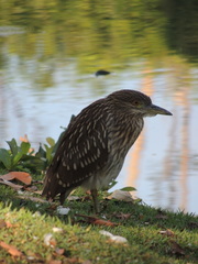 Nycticorax nycticorax