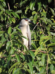 Nycticorax nycticorax