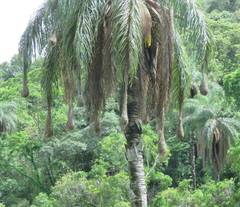 Psarocolius decumanus